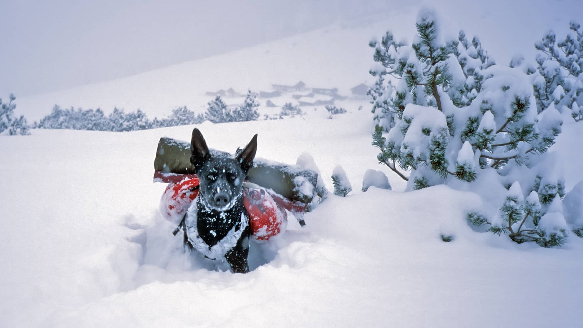 Pudelwohl-im-Schnee-Tipps-f-r-Wintertouren-mit-Hund