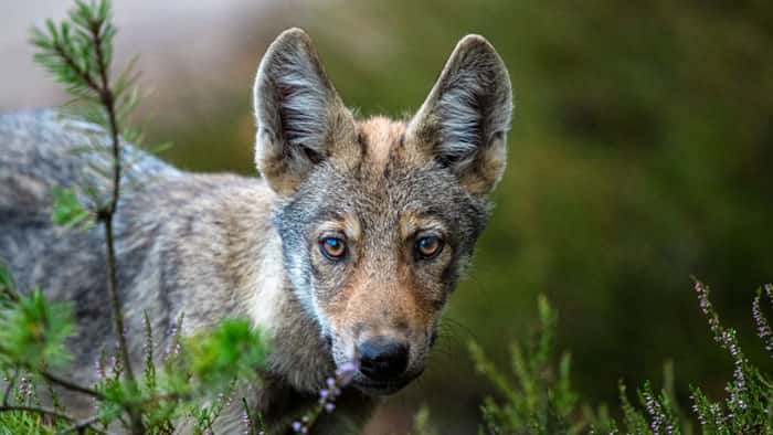 Angst-vorm-Wolf-Der-Zoologe-Axel-Gomille-r-umt-mit-Mythen-auf