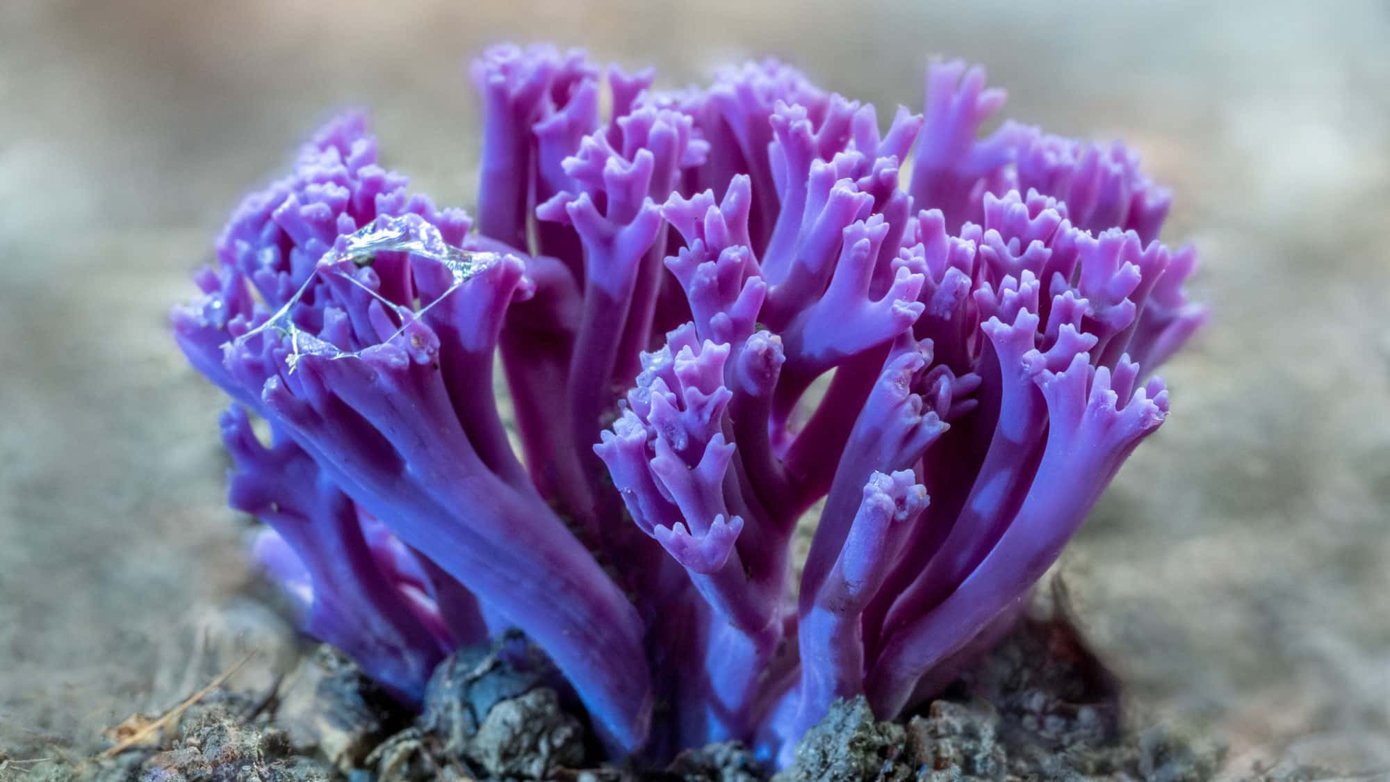 Fungi-des-Jahres-Die-amethystfarbene-Wiesenkoralle