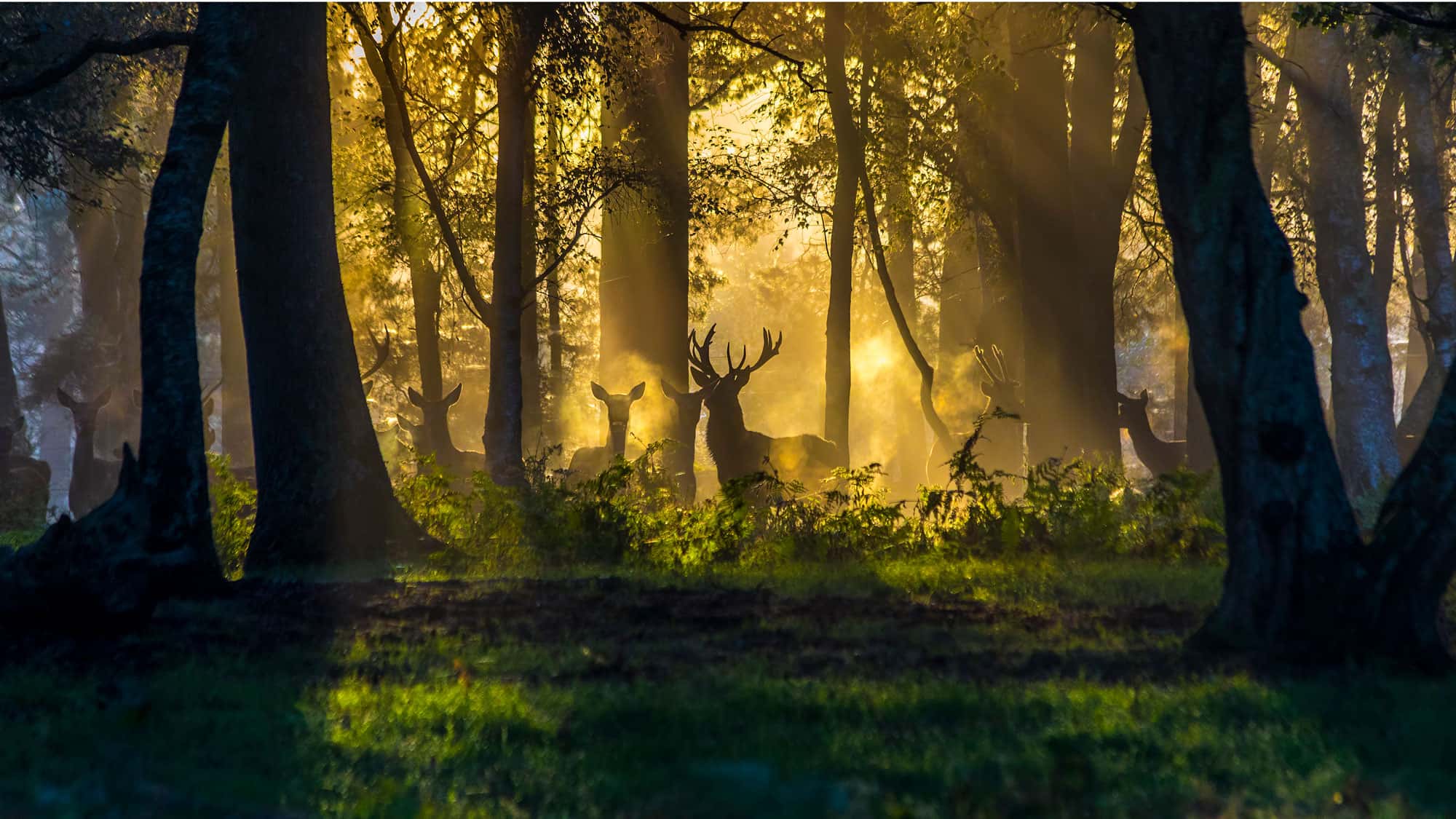 So-gro-ist-unsere-heimische-Tierwelt-Die-5-gr-ten-Wildtiere