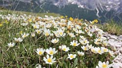 OD 0414 Südtirol Sextener Dolomiten Frühling Weiße Silberwurz Blumen Pflanzen Commons