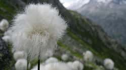 OD 0414 Schweiz Frühling Wollgras Blumen Pflanzen Commons