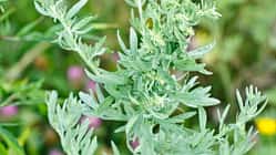 od-essbare-pflanzen-Beifuss_COLOURBOX23110115.jpg
