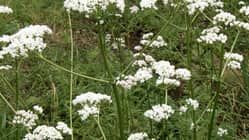 od-essbare-pflanzen-Baldrian_COLOURBOX1531035.jpg