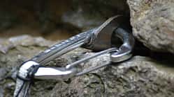 KL-Karabiner-Querbelastung (jpg)