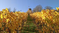 Burgruine Weibertreu im Landkreis Heilbronn 