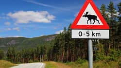 Elch-Schild in Setesdal, Norwegen