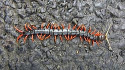 Giftigste Tiere weltweit - Hundertfüßer - Skolopender 