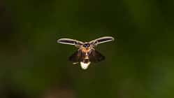 Firefly