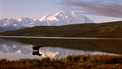Elch in Alaska - im Hintergrund der Denali