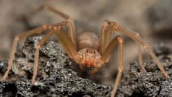 Braune Violinspinne Loxosceles rufescens Echte Webspinne