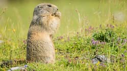 Murmeltier in den Alpen
