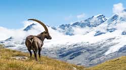 Gran Paradiso