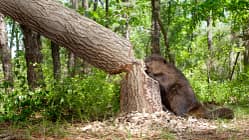 Sachsen-Anhalt Wandern Urlaub Deutschland Wanderung Biber 