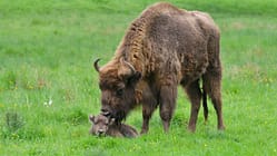 Wisent mit Kalb in Nordrhein-Westfalen