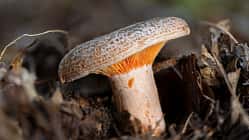 Edelreizker Pilz