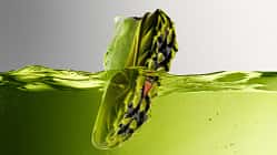 ACG Picklejus