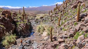 Chile Südamerika Landschaft Atacama Kaktustal