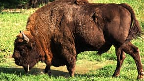 OD 0111 Reise Nationalparks Polen Bialowieza Wisent (jpg) OD 0111 Reise Nationalparks Polen Bialowieza Wisent (jpg)