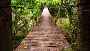 Hängebrücke im Dschungel Hängebrücke im Dschungel