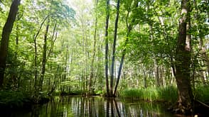 Flusslauf durch grünes Wald- und Naturschutzgebiet Flusslauf durch grünes Wald- und Naturschutzgebiet