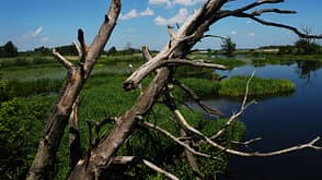 GettyImages/Renardo Wetzel/EyeEm: Toter Baum, Flußlauf und blauer Himmel GettyImages/Renardo Wetzel/EyeEm: Toter Baum, Flußlauf und blauer Himmel
