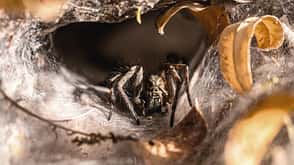 Giftigste Tiere weltweit - Brasilianische Wanderspinne Giftigste Tiere weltweit - Brasilianische Wanderspinne