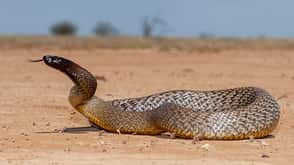 Giftigste Tiere weltweit - Inlandtaipan - Schlange Giftigste Tiere weltweit - Inlandtaipan - Schlange