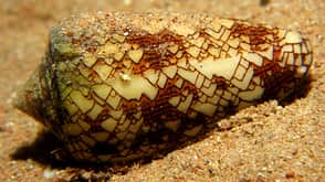 Giftigste Tiere weltweit - Landkarten-Kegelschnecke Giftigste Tiere weltweit - Landkarten-Kegelschnecke