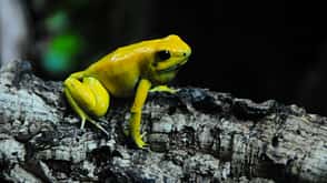Giftigste Tiere weltweit - Pfeilgiftfrosch Giftigste Tiere weltweit - Pfeilgiftfrosch