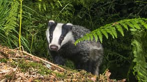 Badger cub emerging through bracken in oak woods Badger cub emerging through bracken in oak woods
