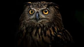 owl owl