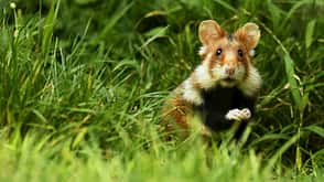 Young European hamster (Cricetus cricetus), sitting upright in a meadow, Austria Young European hamster (Cricetus cricetus), sitting upright in a meadow, Austria