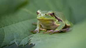 The european tree frog,Close-up of tree european tree brown tree frog on leaf,Germany The european tree frog,Close-up of tree european tree brown tree frog on leaf,Germany
