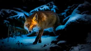 Fox on the run Fox on the run