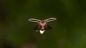 Firefly Firefly