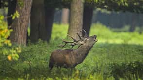 Red deer, Cervus elaphus Red deer, Cervus elaphus