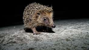 West European Hedgehog West European Hedgehog