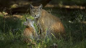 European Lynx, Lynx Lynx, Female with Kitten European Lynx, Lynx Lynx, Female with Kitten