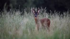 European roe deer (Capreolus capreolus), buck in high meadow at forest edge, Heiligenhaus, Germany European roe deer (Capreolus capreolus), buck in high meadow at forest edge, Heiligenhaus, Germany