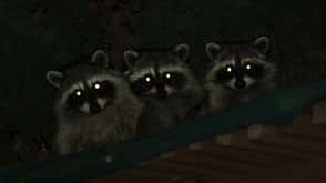 Raccoons with glowing eyes Raccoons with glowing eyes
