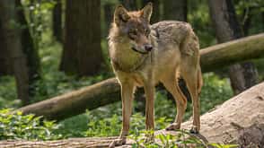 Wolf im Wald, Deutschland, bei Isselburg Wolf im Wald, Deutschland, bei Isselburg