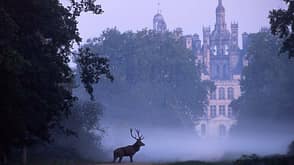 Tag des Waldes: Relais de Chambord (Frankreich) mit Hirsch Tag des Waldes: Relais de Chambord (Frankreich) mit Hirsch
