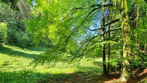 Tag des Waldes: Heil- und Kurwälder Bayern Tag des Waldes: Heil- und Kurwälder Bayern