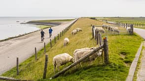 Cyclists along dyke with sheep Cyclists along dyke with sheep