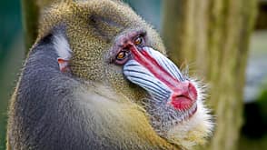 Close-Up Portrait Of Mandrill Close-Up Portrait Of Mandrill