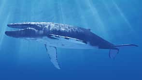 Blue whale, artwork Blue whale, artwork