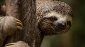 Sloth Sloth
