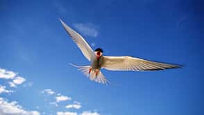 Arctic tern (Sterna paradisaea) in flight, view from below, Iceland Arctic tern (Sterna paradisaea) in flight, view from below, Iceland