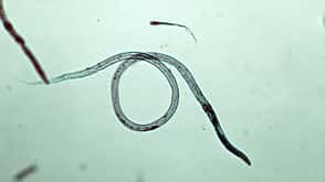 NEMATODE - VINEGAR EEL. TURBATRIX ACETI. PHYLUM ASCHELMINTHES. 50X NEMATODE - VINEGAR EEL. TURBATRIX ACETI. PHYLUM ASCHELMINTHES. 50X